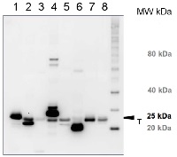 Lhcb1 | LHCII type I chlorophyll a/b-binding protein in the group Antibodies for Plant/Algal / Photosynthesis / LHC at Agrisera AB (Antibodies for research) (AS01 004)